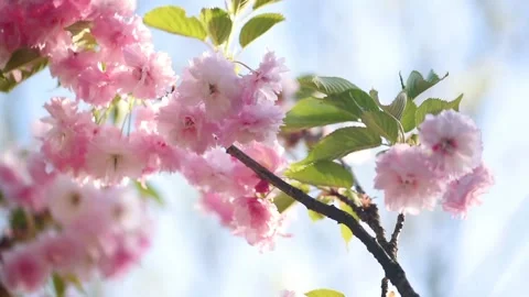 Sakura tree spring blossom, branch sways in the wind Stock Footage 308418317