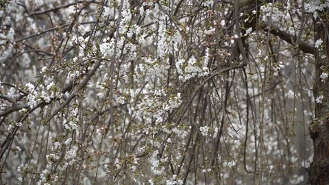 Sakura tree in spring, Cherry blossom Video stock 104979283