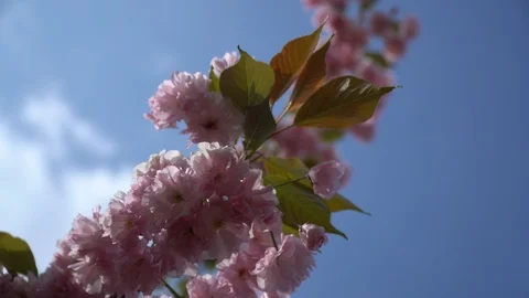 Sakura tree in spring, Cherry blossom, Sacura cherry-tree. Sacura flowers on Stock Footage 107559109