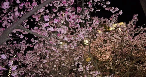 Sakura tree in spring time at night Stock Footage 234985021