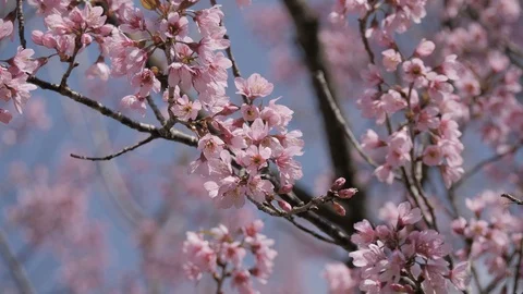 Sakura tree in springtime Stock Footage 102364134