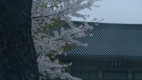 Sakura tree taken from Buddhist temples on rainy day Stock Footage 88392053