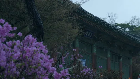 Sakura tree taken from Buddhist temples on rainy day Stock Footage 88392639