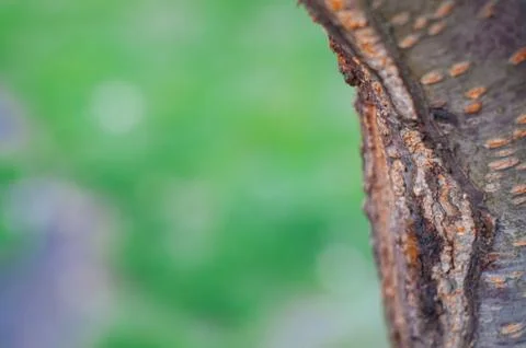 Sakura tree trunk isolated from the background green spring Stock Photos