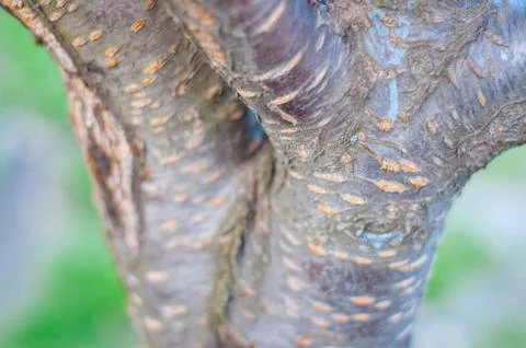 Sakura tree trunk isolated from the background green spring Stock Photos