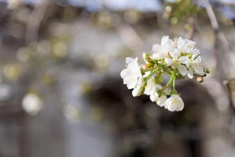 Sakura tree white branch or cherry blossom closeup Stock Photos