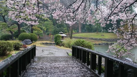 Sakura trees in bloom on a rainy day in a traditional Japanese garden in Tokyo Stock Footage 270046378