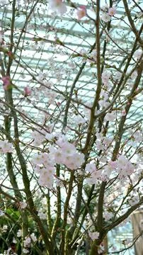 Sakura trees bloom in spring Stock Photos