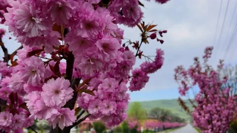 Sakura trees in the city. Against the background of the road and mountains Stock Footage 190629840