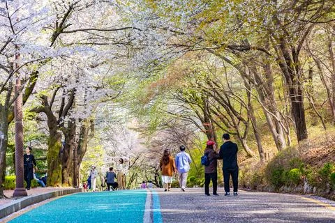 Sakura trees forming canopy over walking path with visitors in Suwon South .. 写真素材