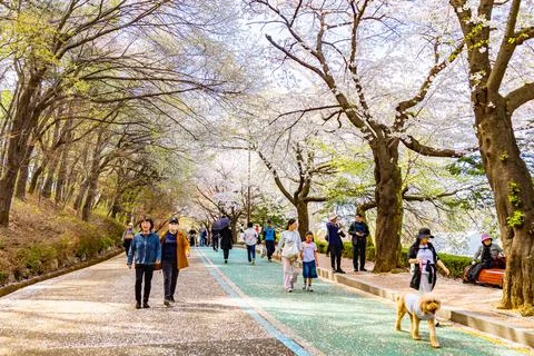Sakura trees forming canopy over curved pathway with visitors in Suwon Sout.. 스톡 사진