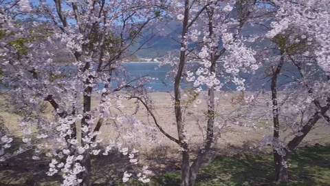 Sakura Trees At Fuji Five Lakes, 4K color graded Stock Footage 81470565