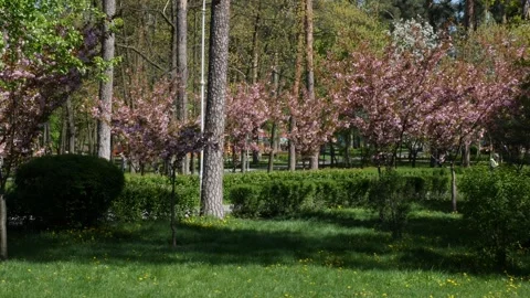 Sakura trees growing along the path Very beautiful flowering trees in the spring Vidéo 240638358