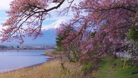 Sakura Trees Hanging over Mt Fuji Background, Japan in Spring 4k Stock Footage 335210816