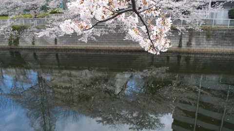 Sakura trees high building reflection 動画素材 127033966