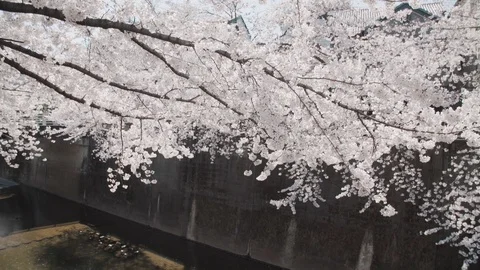 Sakura trees I Stock Footage 105566922