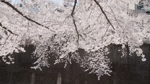 Sakura trees II Stock Footage 105566840