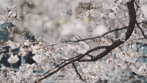 Sakura trees III Stock Footage 105571091