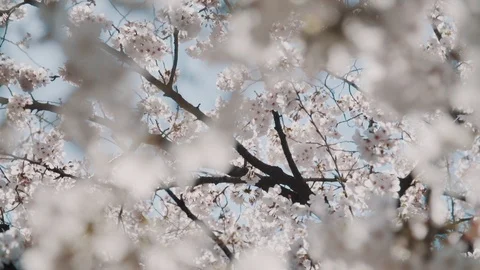 Sakura trees IV Stock Footage 105571276