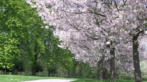 Sakura trees massive petals falling Stock Footage 25508939