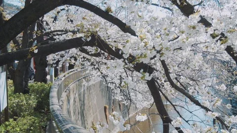 Sakura trees near the river Stock Footage 105619173