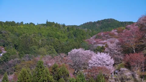 Sakura Trees in Pink Spring Season Cover Mt Yoshino in Japan, Sunny Clear Day Stock Footage 340781675