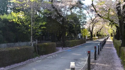 Sakura trees snowing petals 動画素材 127029530