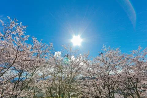 Sakura trees in spring Stock Photos