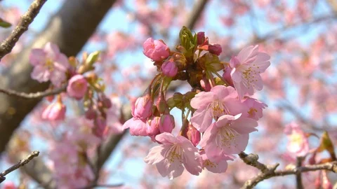 Sakura trees swaying in the wind - Pan right to left Stock Footage 88970267