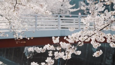 Sakura trees V Stock Footage 105572355