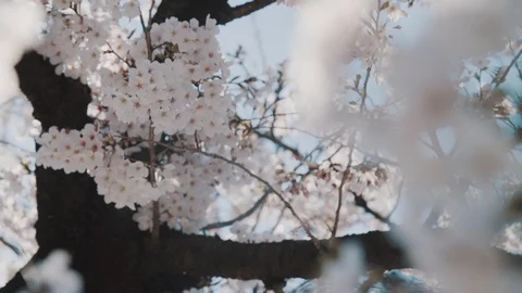 Sakura trees VI Stock Footage 105570235