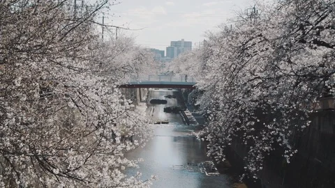 Sakura trees VII Stock Footage 105581413