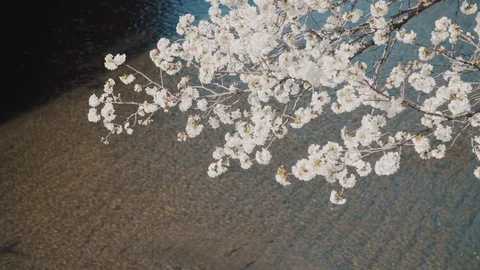 Sakura trees VIII Stock Footage 105577052