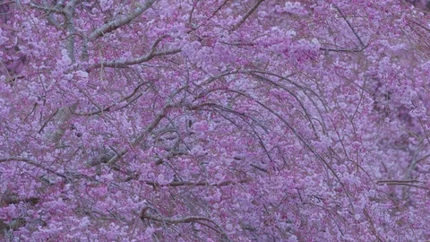 Sakura tunnel Stock Footage 91114177