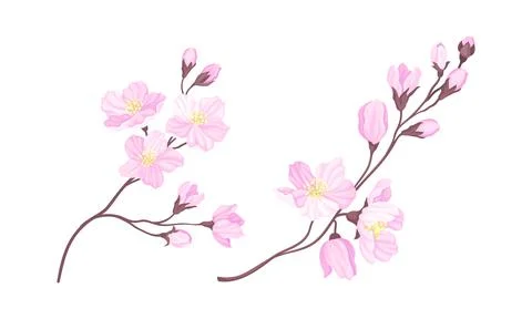 Sakura twigs with pink flowers set. Blooming cherry tree branches vector Stock Illustration