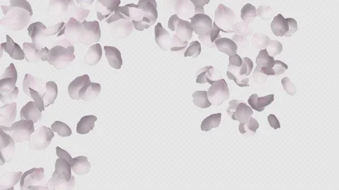 Sakura Twirl Vídeo Stock 247515261