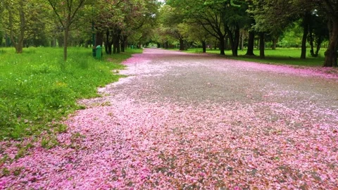 SAKURA upala (2) Video stock 170572945