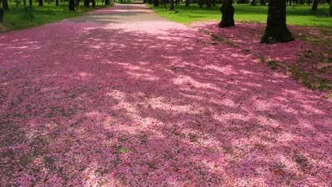 SAKURA upala (3) Video stock 170572872