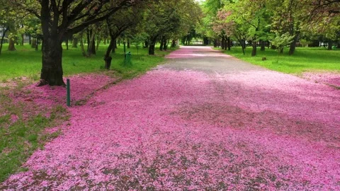 SAKURA upala (4) Stock Footage 170572909