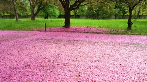 SAKURA upala (5) Stock Footage 170572898