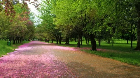 SAKURA upala (6) Stock Footage 170573021