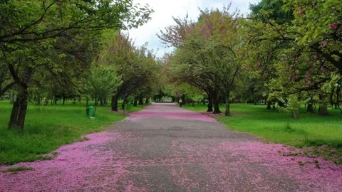 SAKURA upala (7) Video stock 170573106