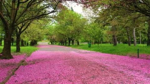 SAKURA upala (9) Video stock 170573110