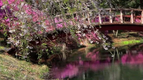 Sakura in the windy weather. Stock Footage 4952886