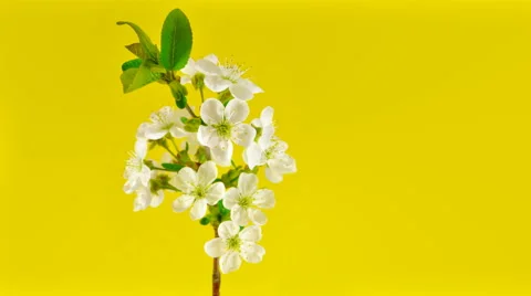 Sakura on yellow 4k Stock Footage 52634248