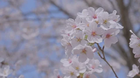 Sakura1 Stock Footage 91115690