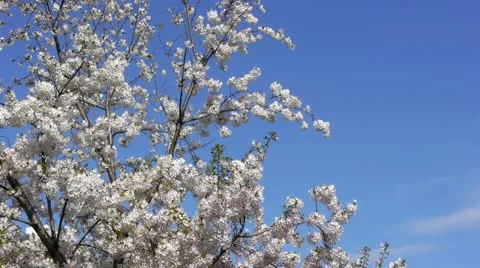 Sakurab Vídeos de archivo 11065795