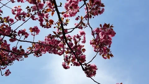 SakuraBlossom01 動画素材 130918516
