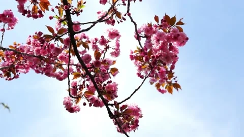 SakuraBlossom02 Stock Footage 130918531