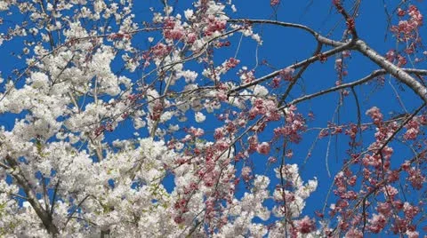 Sakuramix Stock Footage 11065806